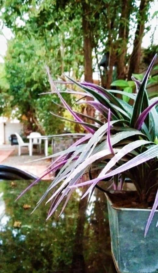 Aandrus Guesthouse Bloemfontein Exterior photo